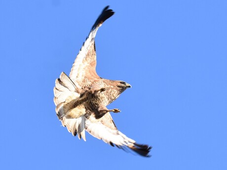 21.Buizerd - Buteo buteo_7008 (6)