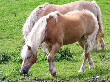 Grazende paarden.