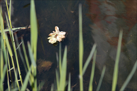 Floating flower