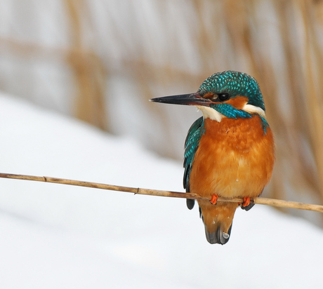 IJsvogel