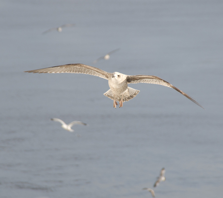 Seagull at Newcastle