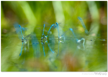 Blue repetition