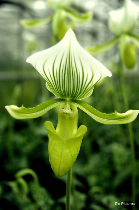 Groene Orchidee