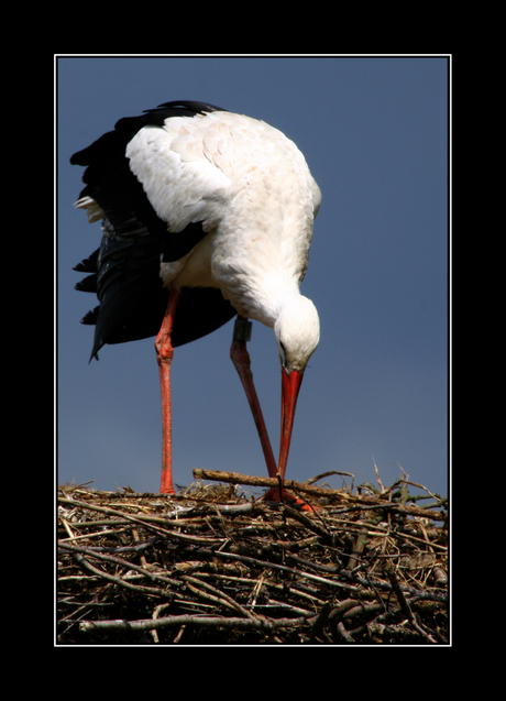 Ooievaar op nest