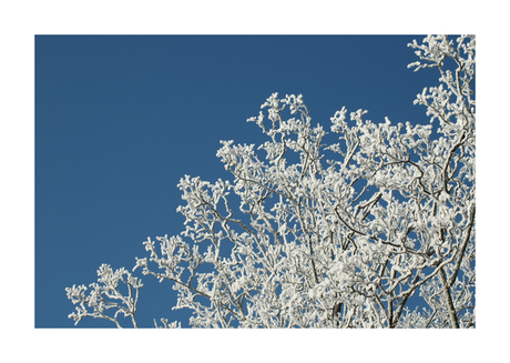 White trees