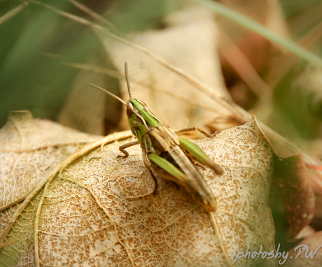 Cricket