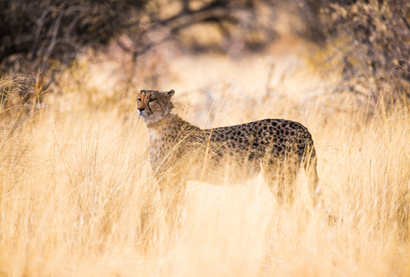 Cheetah in the Morning