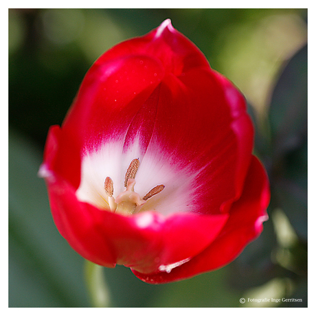 Tulp