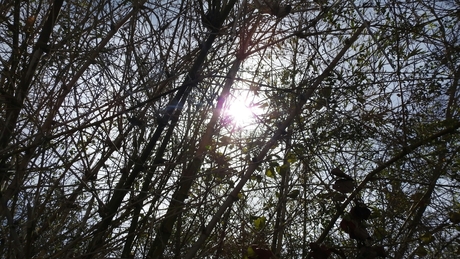 zon door de bomen in Curacao