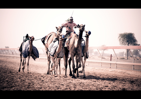 Camelraces at the Ras al Khaimah racetrack