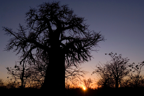 Boabab in Zambia