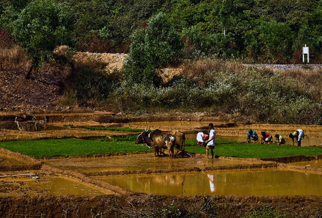 India Rice Plantage