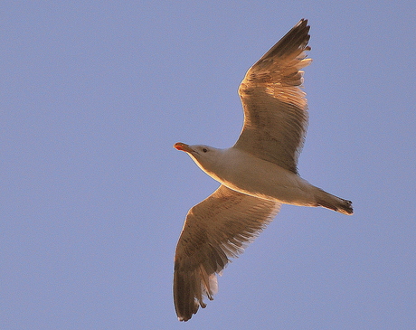 Ameland Meeuw