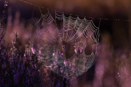 spinnenweb in de bloeiende heide