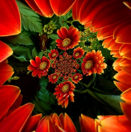 Gerbera