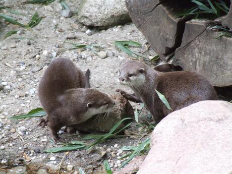 Otter