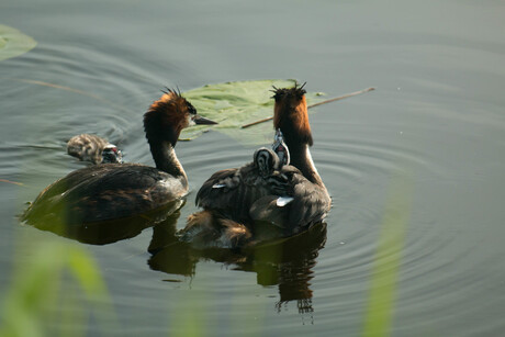 familie fuut