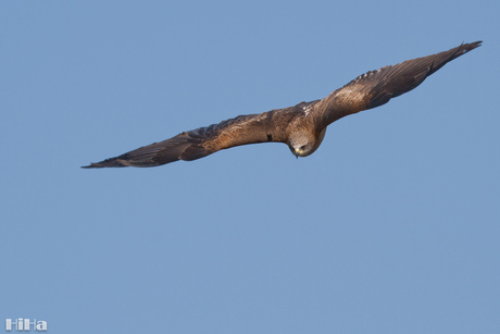 Zwarte wouw in vlucht