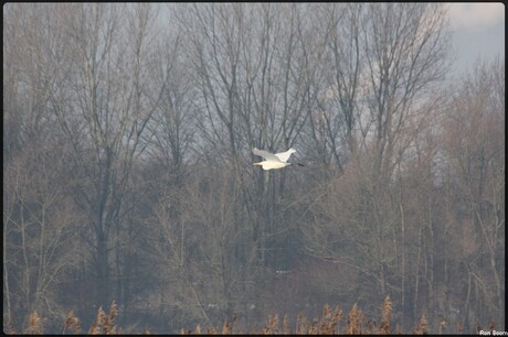 zilverreiger