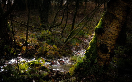 Oudemolensche Bos