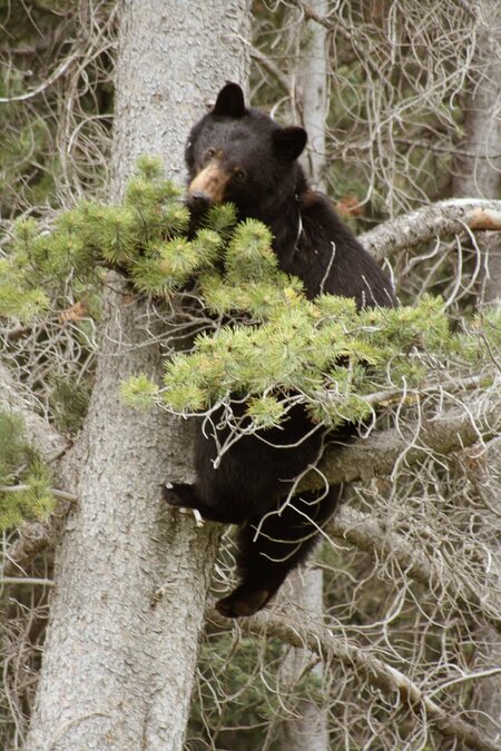 safe for now - This mama bear choose to follow her 2 cubs into the tree. Falsely feeling safe from tourist.Did she choose to attack, it would have been killed by co - foto door pop_zoom op 09-07-2010 - deze foto bevat: bear
