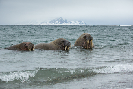 Walrussen op Poolepynten, Spitsbergen