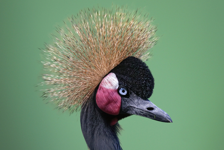 De grijze kroonkraan (Balearica regulorum) | Koonkraanvogel⁠