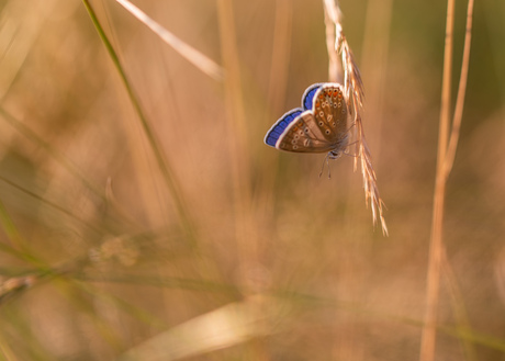 Gouden blauw(tje)