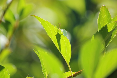 Insect met tegenlicht