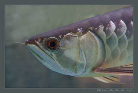 Arowana