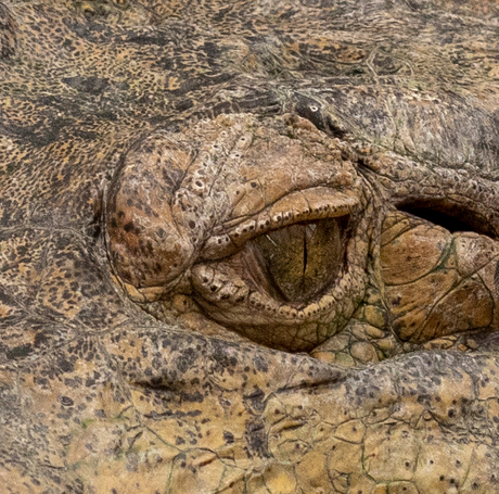 eye of the croc