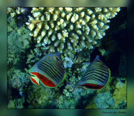 Het leven in de rode zee : Crown butterfly fish