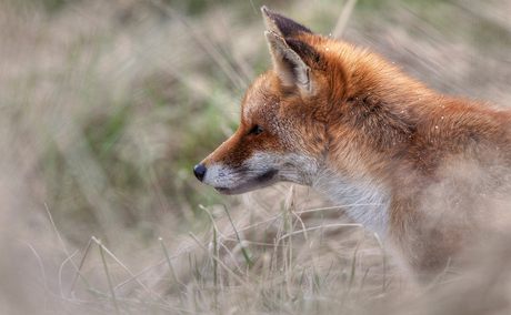 Vixen