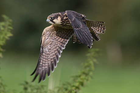 Fly-by vd Boomvalk!