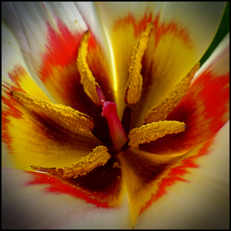 Tulip