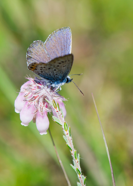 heide blauwtje