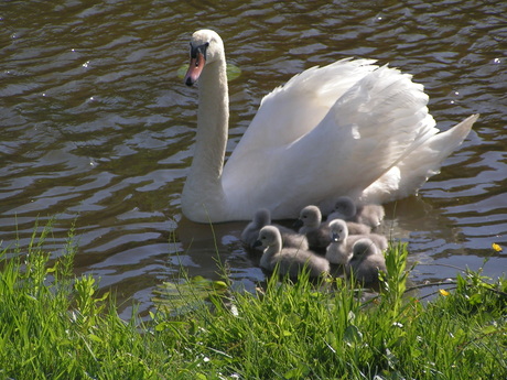 Zwaan met jongen