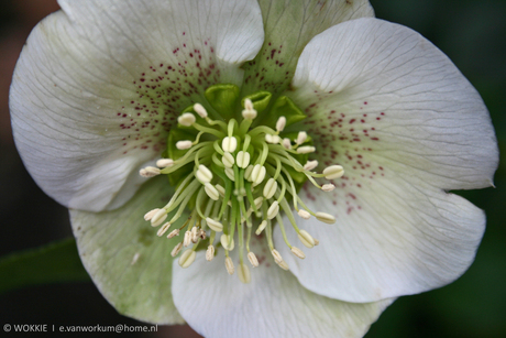 Helleborus