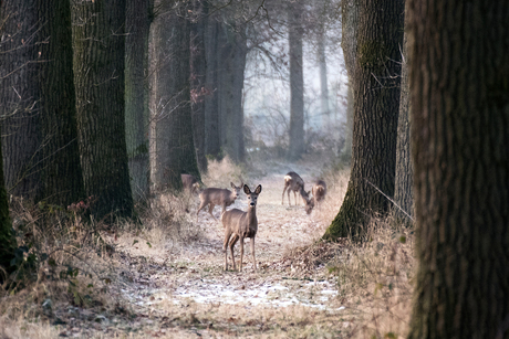 De hele family gespot!