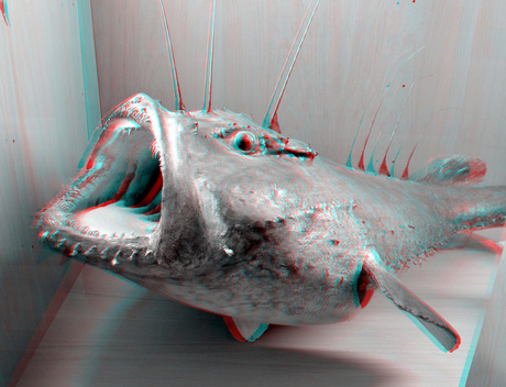 Zeeduivel (Anglerfish Cophius piscatorius) NHM Rotterdam 3D