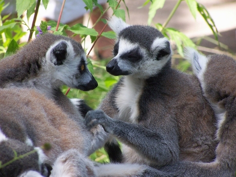 Ringstaartmaki Apenheul