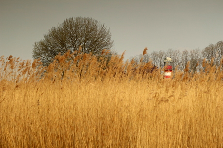 Vuurtoren in riet