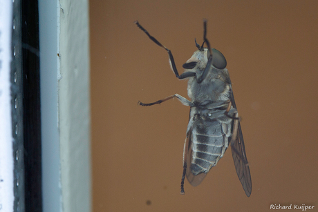 Kleine runderdaas (Tabanus bromius)