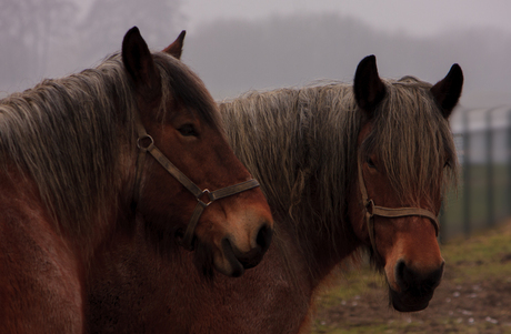 Paarden