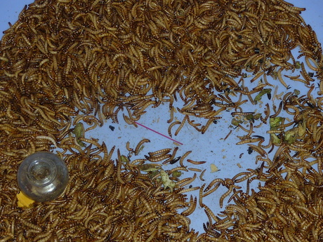 2012 Vietnam lekkerrrr meelwormen.JPG