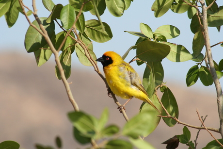 The yellow bird