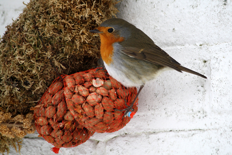 Roodborstje op vogelvoer in netje