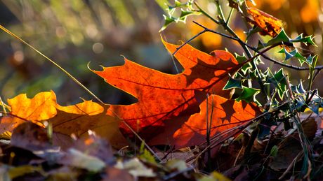 Herfst