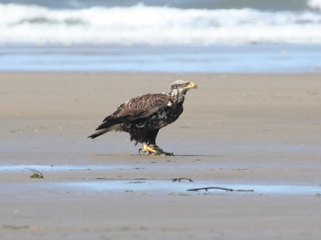 Jonge Bald Eagle 2