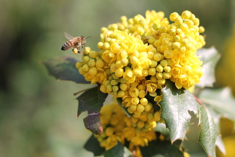 Bij en bloem